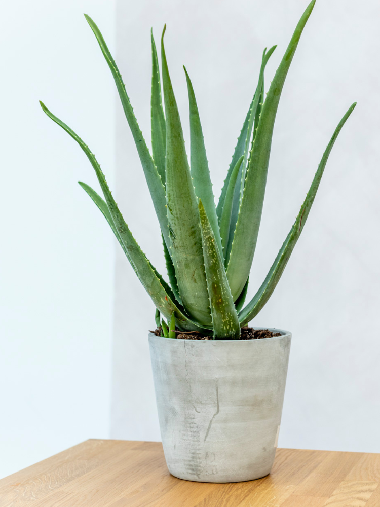 Aloe Vera Plant & Pot