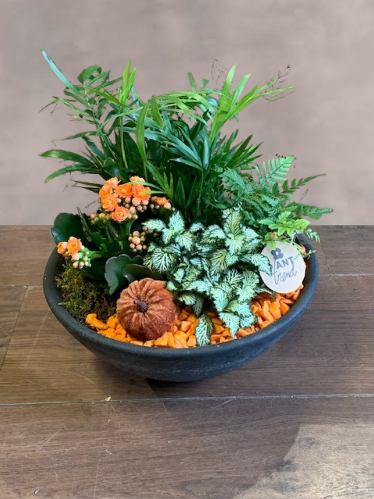 Autumn Plant in a Bowl