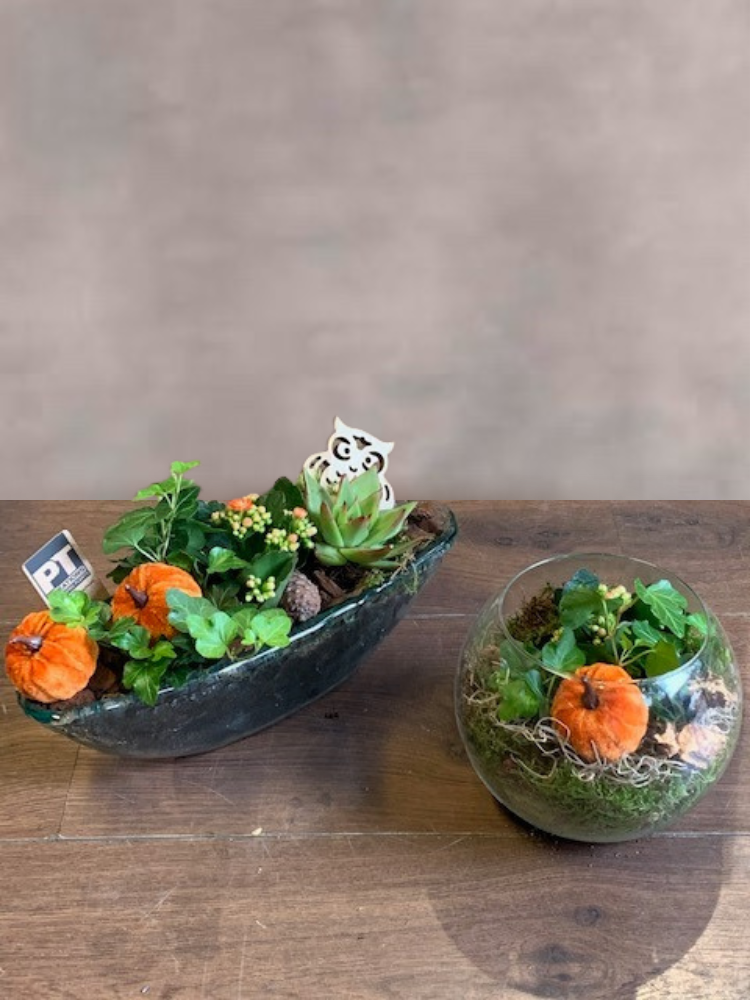 Ultimate Autumn Plant Gift in Glass Bowls