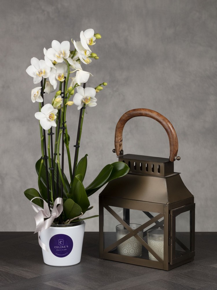 Phalaenopsis White Orchid & Lantern Gift Set
