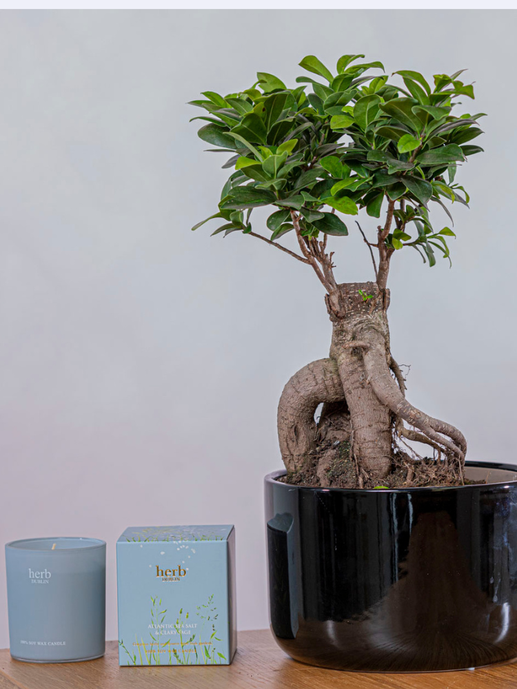 Fic Mi Ginseng Plant & Herb Dublin Candle Giftset