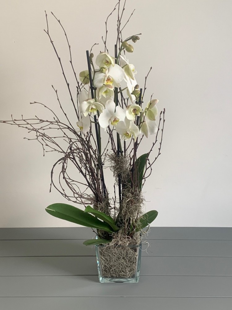 Long Stem White Orchid Plant