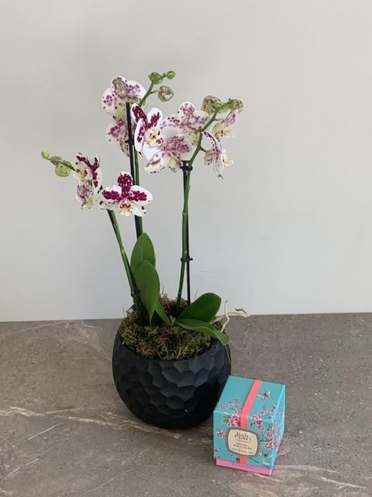Lila Luxury Orchid & Julie Clarke Botanic Candle