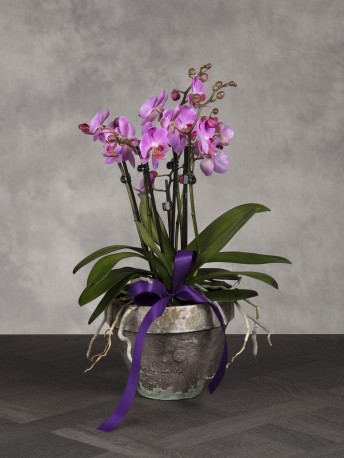 Purple Orchid