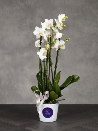 White Orchid Plant