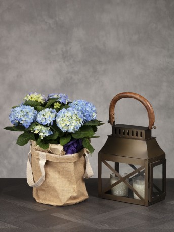 Hydrangea Plant & Lantern