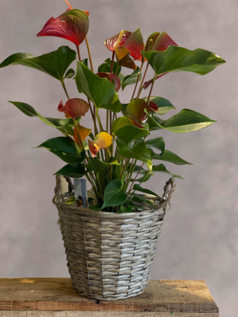 Anthurium Plant
