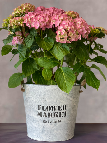 Pink Hydrangea Plant