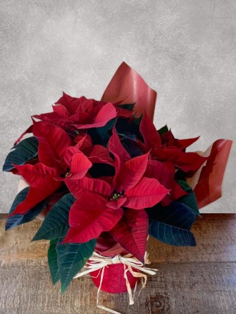 Poinsettia Plant