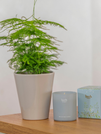 Fern Indoor Plant & Herb Dublin Candle Giftset