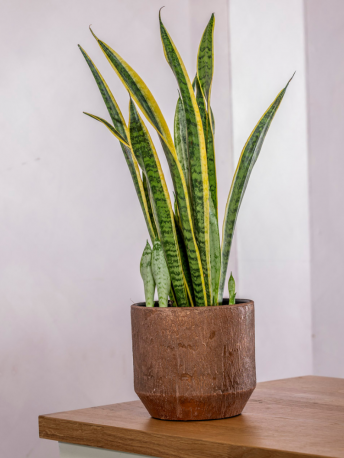 Sansevieria Laurentil Plant & Pot