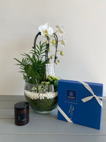 White Orchid Plant Giftset