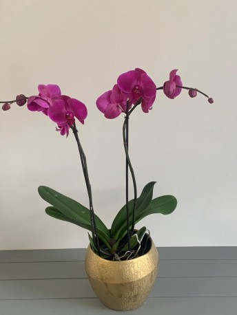 Long Stem Purple Orchid in Luxury Gold Pot