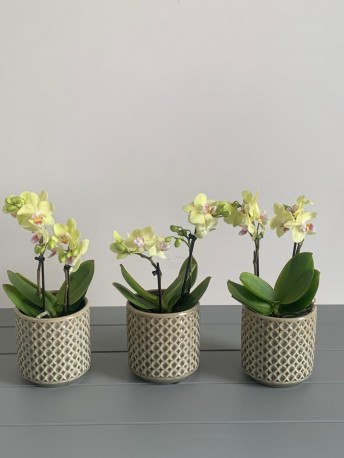 Orchid Trio Collection