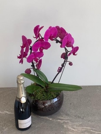Blissful Deluxe Orchid with Louis Roederer Champagne