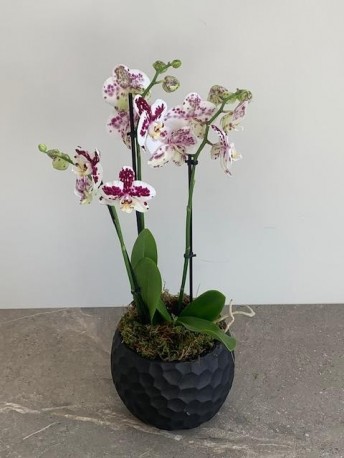 Lila Luxury Orchid