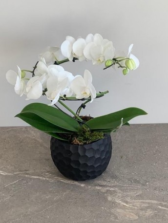Leonara White Circular Orchid