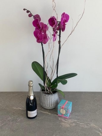 Sea of Violet Orchid, Julie Clarke Candle & Louis Roederer Champagne