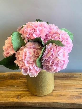 Pink Magic Hydrangea