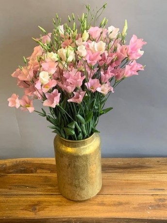 Sweet Pink Lisinanthus