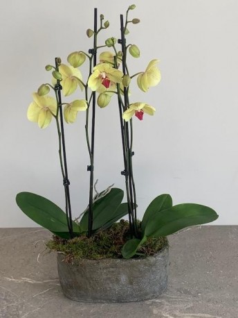 Zesty Summer Orchid